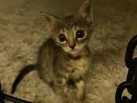 Tatlı Tekir Kedi