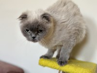 1 Yaşında Scottish Fold Miniğimize