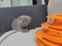 2 aylık dişi güzeller güzeli yavru scottish fold