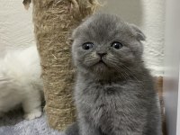 Scottish Fold Bebekler