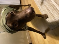 2,5 Yaşında Kısır Erkek Chocolate Labrador