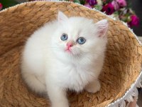 Scottish Fold Blue Point
