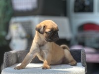SCRLİ ANNE BABA - IRK VE SAĞLIK GARANTİLİ - YURT DIŞI PUG