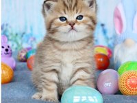 Tatlı british shorthair bebeklerimiz