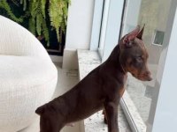 Hasım Yok Eden Cinsten Doberman