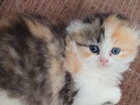 Scottish fold longhair