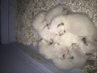 4 günlük siyam kedisi yavru