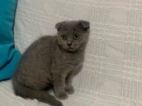 Yuva arıyoruz british shorthair
