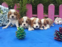Çok sevimli cavalier king charles yavrularımız