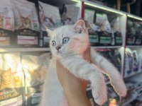 Birbirinden güzel British Shorthair yavrularımız