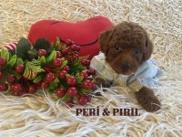 KOREAN TOY POODLE YAVRULARI