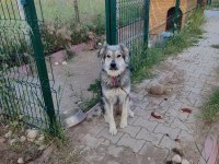 Ücretsiz sahiplendirme köpeğimiz