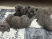 Scottish fold kediler