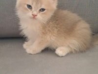 British Shorthair Cy12 Erkek Yavru