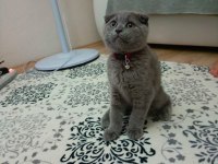 Safkan scottish fold son yavrumuz