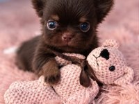 Safkan Bir Erkek Chihuahua