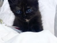 British longhair erkek