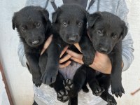 ALMAN KURDU YAVRULARIMIZ YENİ YUVASINI ARIYOR