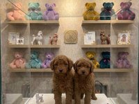 YASAL ÇİFTLİKTEN POODLE YAVRULARIMIZ