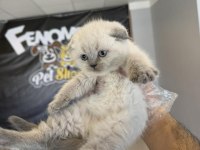 TOP KAFA SCOTTISH FOLD YAVRULAR BRITIS YAVRULAR ANKARA