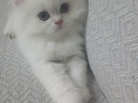 Safkan british longhair