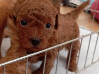 Erkek minyatür poodle