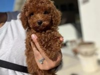 Toy Poodle Yavruları
