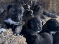 ÜST KALİTE SAFKAN SİVAS KANGAL YAVRULARIMIZ