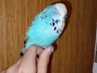 Erkek show jumbo muhabbet kuşu