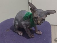 Sphynx Home Blue Point