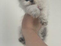 British Longhair bluepoint