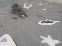 British shorthair dişi