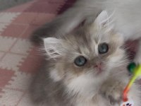 Safkan British Longhair Yavrular