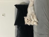 Kedime sağlıklı bi yuva arıyorum