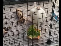 Netherland Dwarf Cüce Tavşan 1 Yaşında ve Tüm Eşyaları