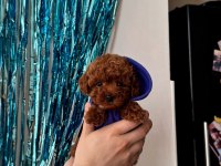 Toy Poodle Yavrularımız | Irk & Sağlık Garantili