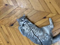 British shorthair tam bir tatlılık