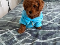 3 aylık erkek toy poodle oğlumu Sahiplendiriyorum