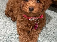 TOY POODLE YAVRU