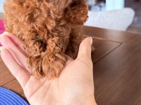 Sağlıklı 3 aylık Toy Poodle