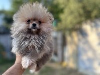 Tea cup pomeranian boo yavrularımız 