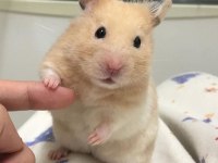 Birbirinden tatlı syrian hamsterlar