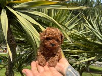 Orjinal Irk Ve Sağlık Garantili Poodle Yavrularımız