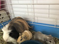 Guineapig Yavrular Aynı Gün Set Halinde Teslim Edilir