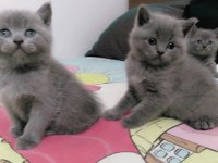 Yavru british shorthair
