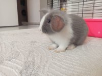 Hollanda lop tavşanımız