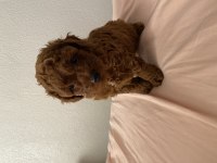 red brown toy poodle dişi