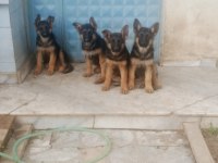 Az insan bol huzur çok köpek isteyenlere alman kurdu