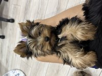 Orijinal erkek yorkshire terrier yavru