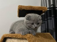 Scottish fold kızımız adı Minnoş çipi var